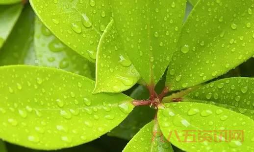 去绿叶游要注意什么？一定要注意这些！