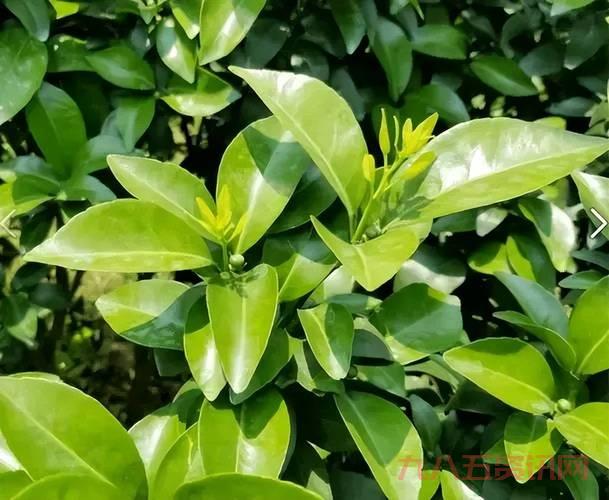 去绿叶游要注意什么？一定要注意这些！