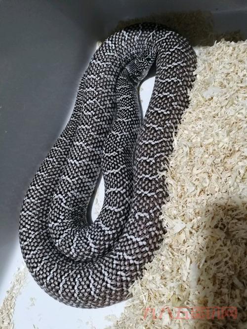 光荣腿铠在哪刷效率高？老玩家分享独家秘籍！