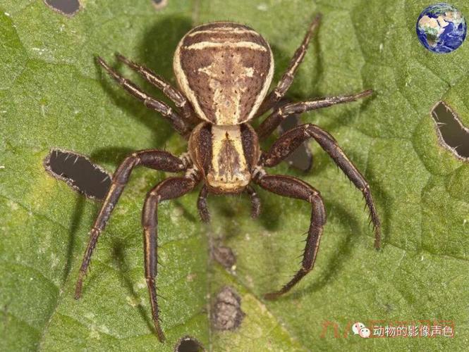 巫师2蟹蜘蛛的眼睛有什么用？这几个用途必知！