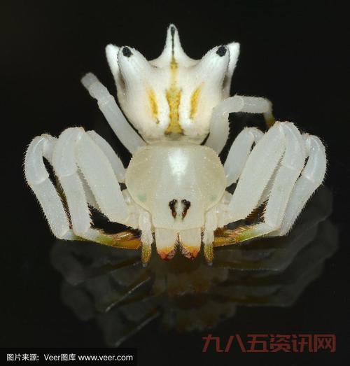 巫师2蟹蜘蛛的眼睛有什么用？这几个用途必知！