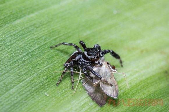 巫师2蟹蜘蛛的眼睛有什么用？这几个用途必知！