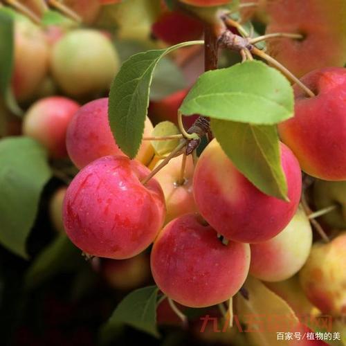 小苹果是什么意思？原来是这几个含义！