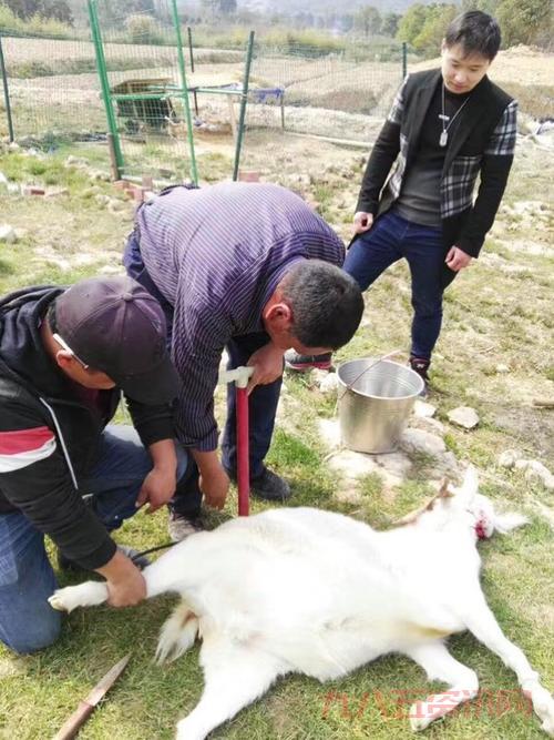 口袋妖怪白金金手指代码哪里找？这里全都有！