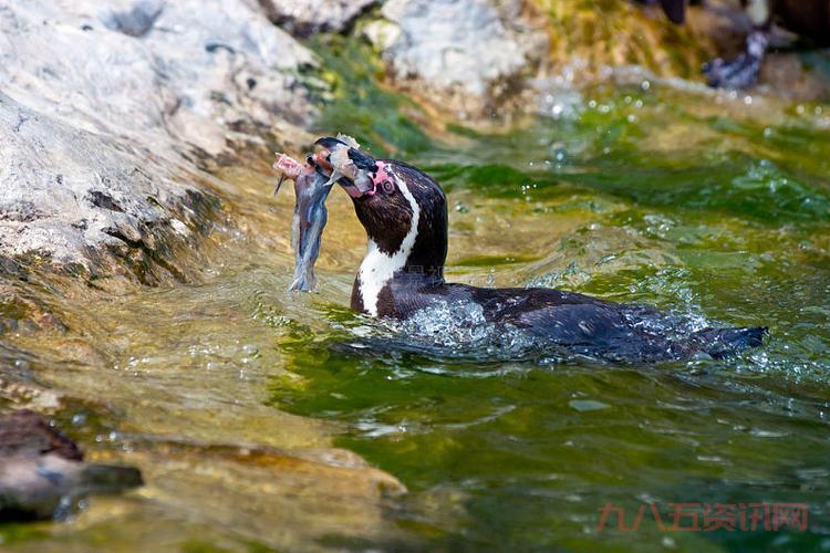 企鹅吃鱼有什么特别的?这篇文章告诉你答案!