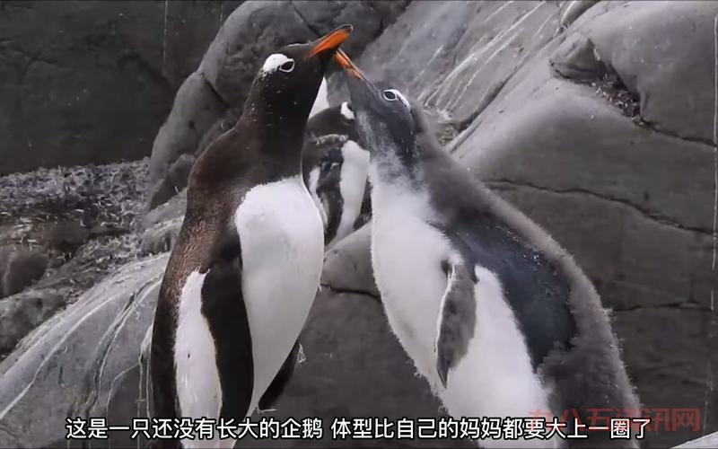 企鹅吃鱼有什么特别的?这篇文章告诉你答案!