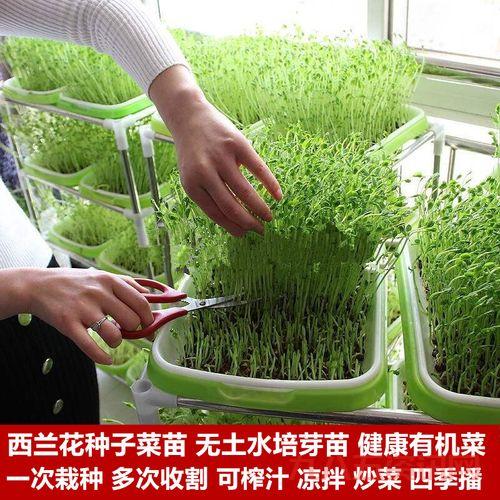 qq农场有机种子有什么用？种出高品质作物秘籍！