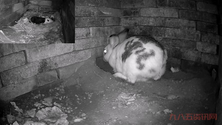 兔区是什么地方？老司机带你了解这个神秘论坛！