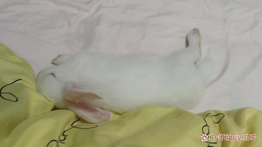 兔区是什么地方？老司机带你了解这个神秘论坛！