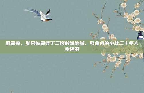 落雷兽，那只被雷劈了三次的流浪猫，教会我的事比三十年人生还多