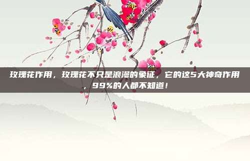 玫瑰花作用,玫瑰花不只是浪漫的象征,它的这5大神奇作用,99%的人都不知道!