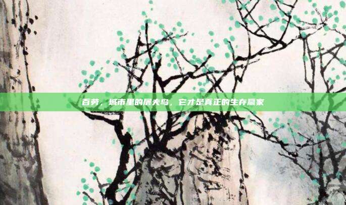 百劳,城市里的屠夫鸟,它才是真正的生存赢家