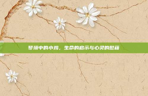 梦境中的小鸡，生命的启示与心灵的慰藉