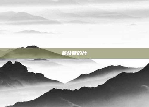 荔枝草的片