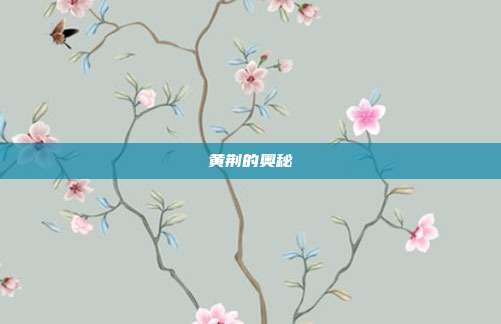 黄荆的奥秘