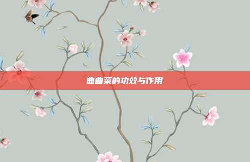 曲曲菜的功效与作用