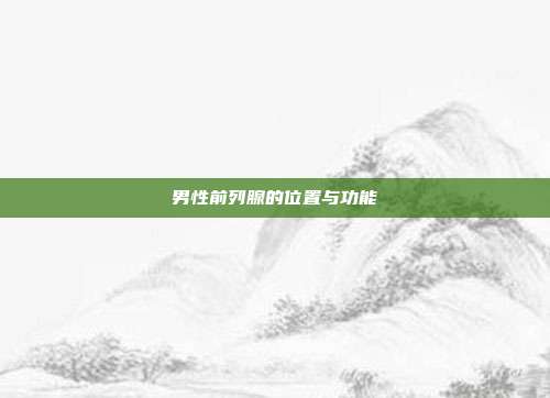 男性前列腺的位置与功能